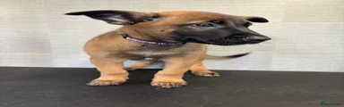 Belgian Shepherd Dog Puppy 4
