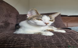 Bengal cats for sale: Bengal cross kittens  - Image 13