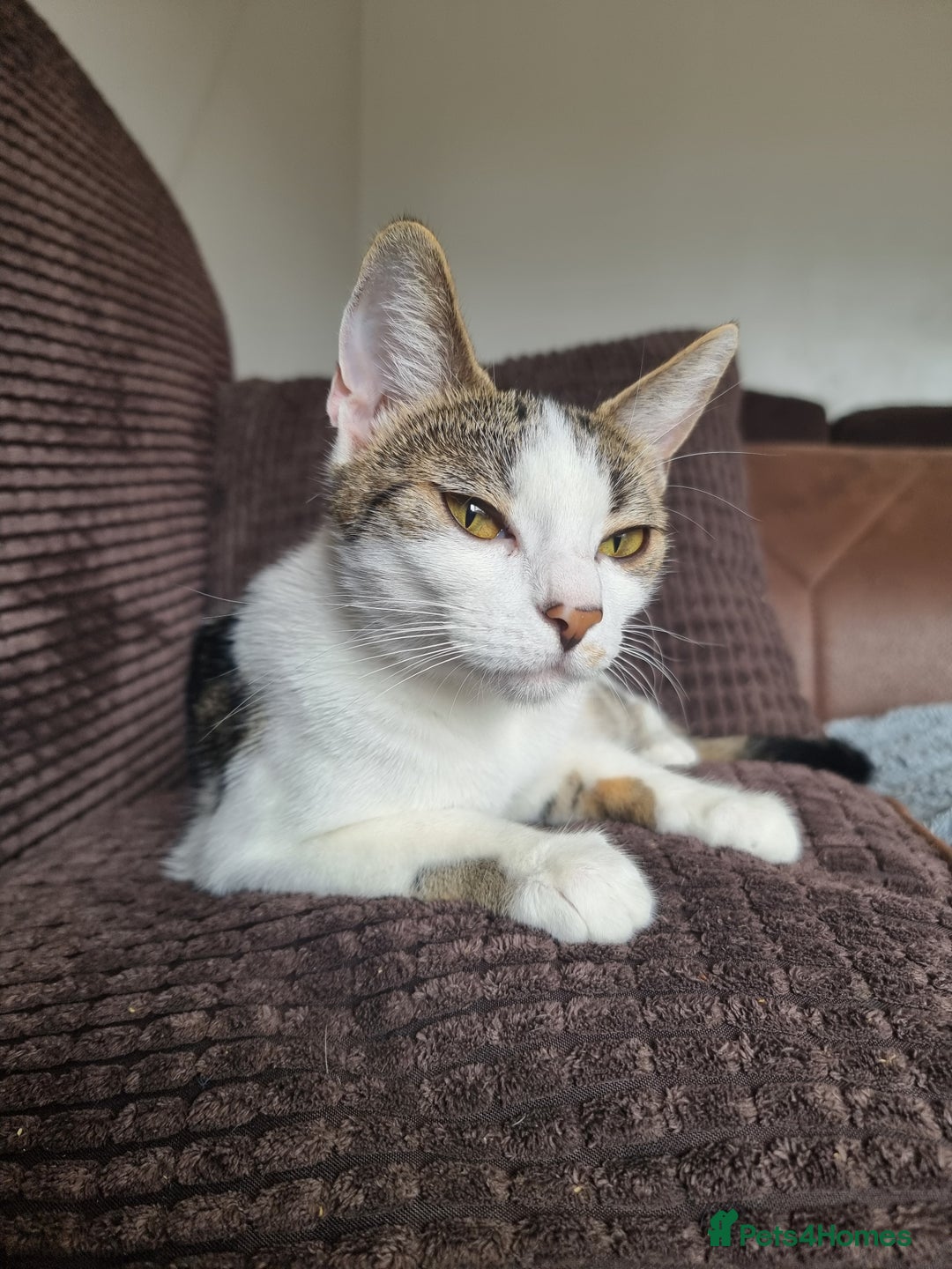 Bengal cats for sale: Bengal cross kittens  - Image 13