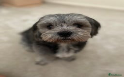 Shichon dogs for stud: Shicon for stud - Advert 4