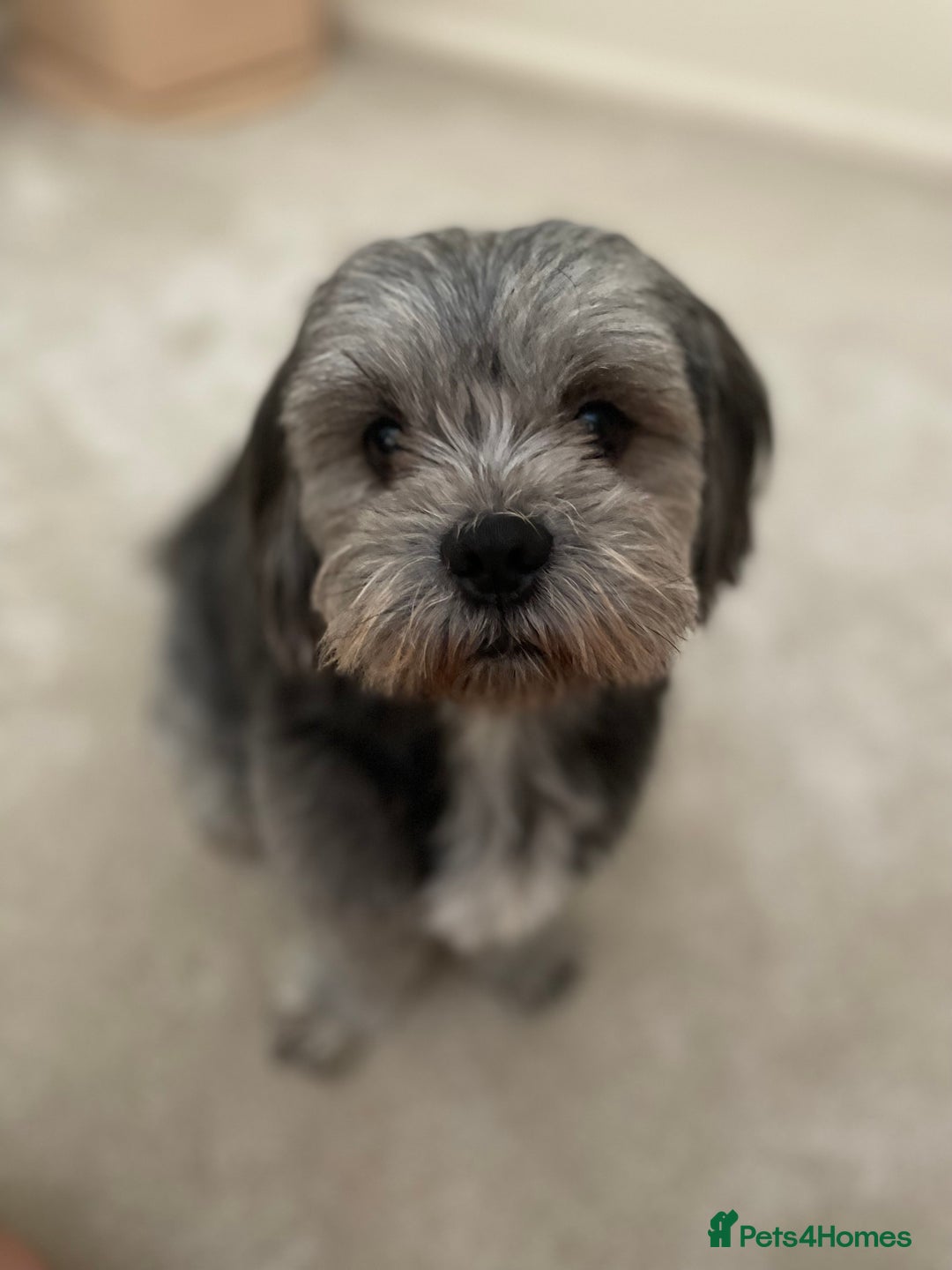 Shichon dogs for stud: Shicon for stud - Advert 4