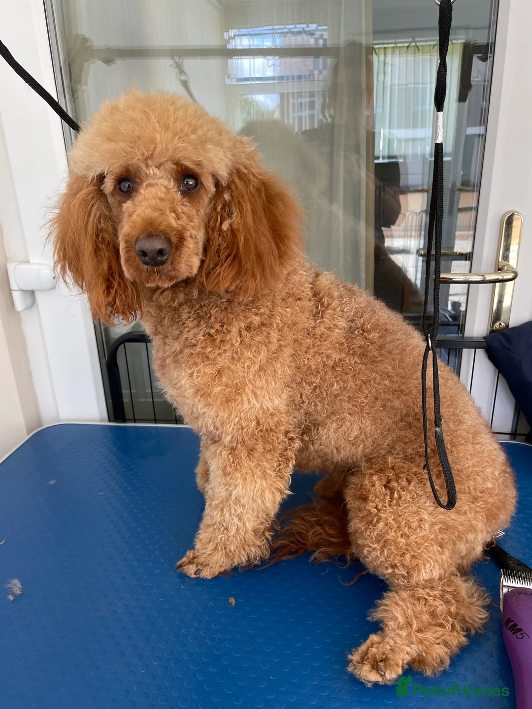 Miniature Poodle dogs for stud: Kc miniature poodles in Wakefield - Advert 7