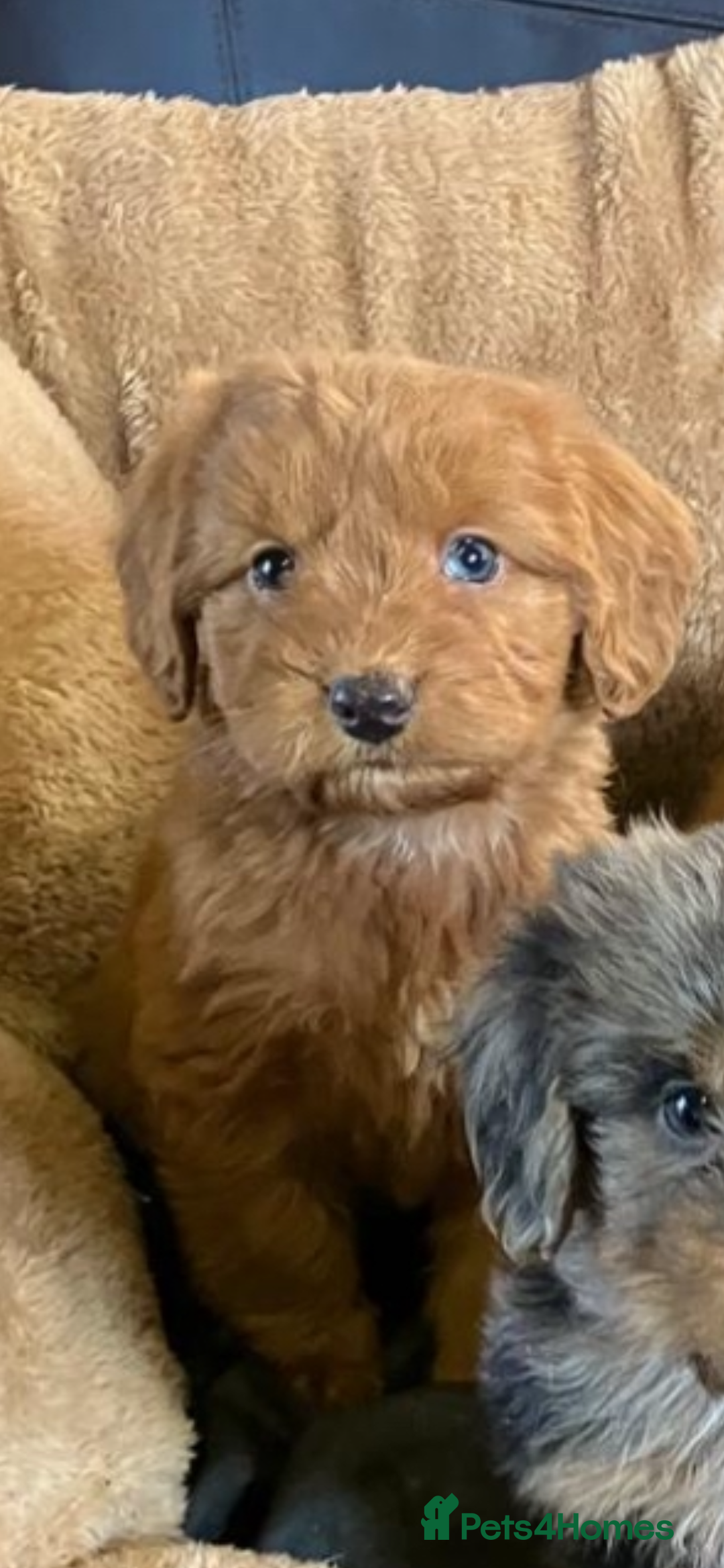 Cockapoo dogs for sale: Cockapoos  - Advert 9