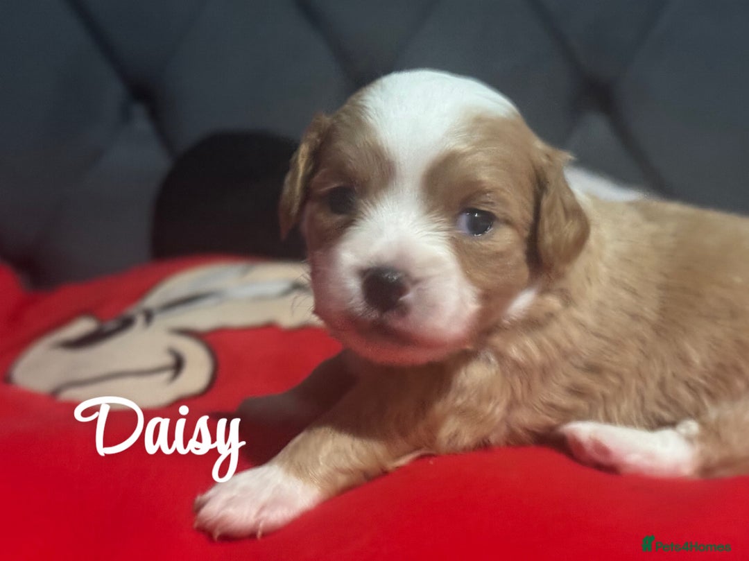 Chipoo dogs for sale: READY TO LEAVE THIS WEEK! Chipoo puppies - Advert 12