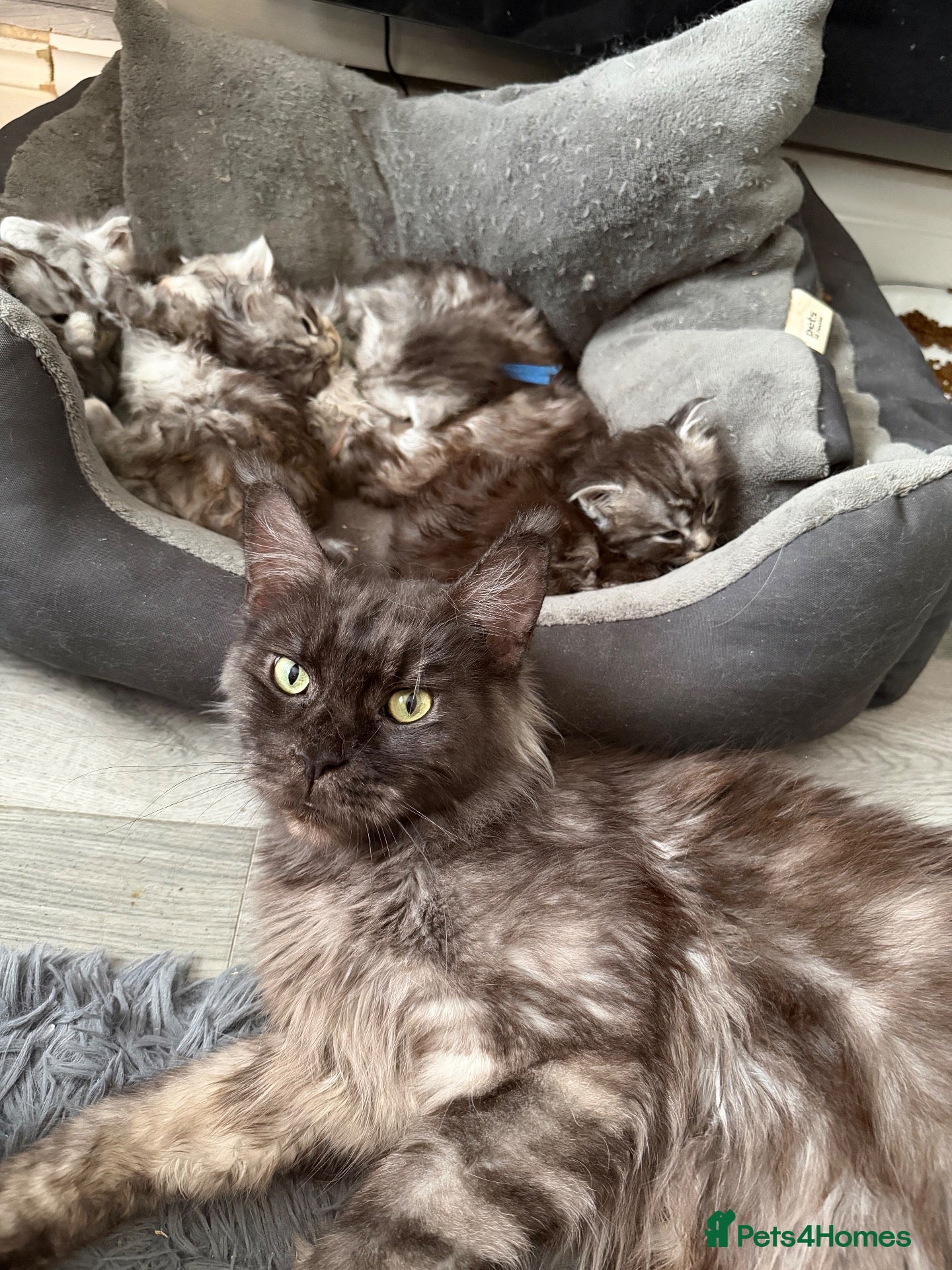 Maine Coon cats 2 lovely boys - Advert 1