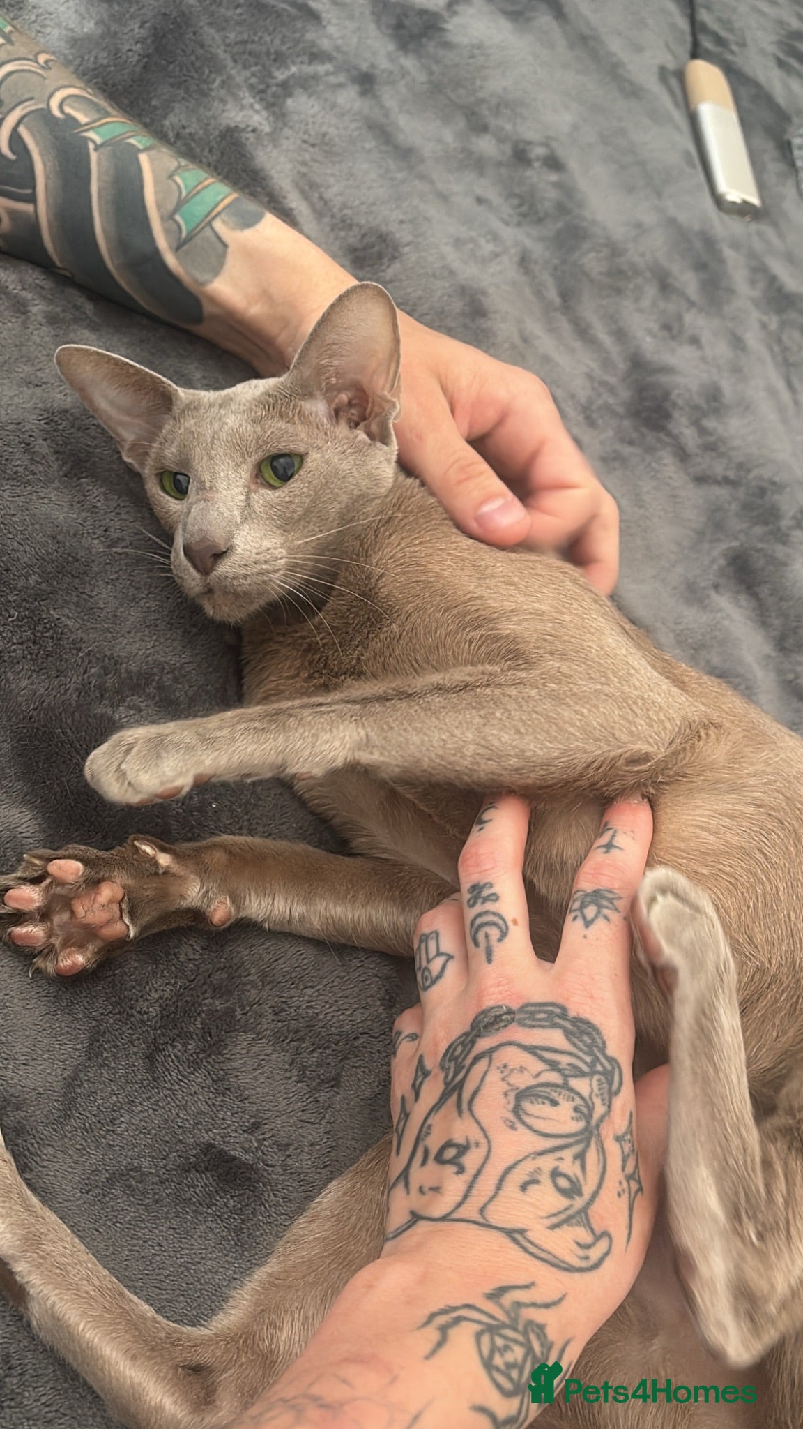 Oriental cats Stunning Lilac Oriental shorthair  - Advert 1