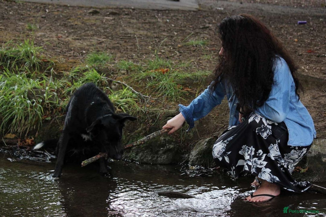 Border Collie dogs for sale: Border collie  - Image 12