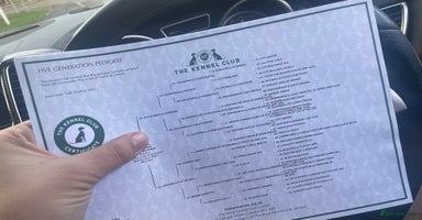 English Bulldog dogs - Advert 3