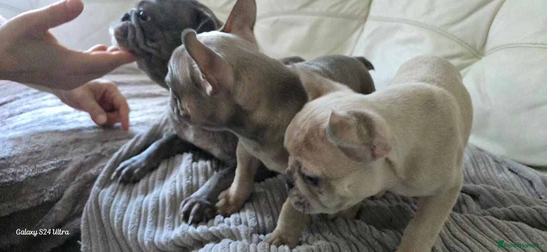 French Bulldog dogs for sale: Elsa Girl - Image 13