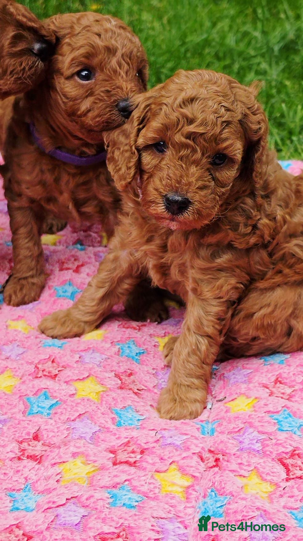 Cavapoo dogs ❤️Beautiful cavapoo- Ready 16th July ❤️ - Advert 1