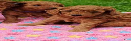 Cavapoo dogs for sale: ❤️Beautiful cavapoo- Ready 16th July ❤️ - Advert 1
