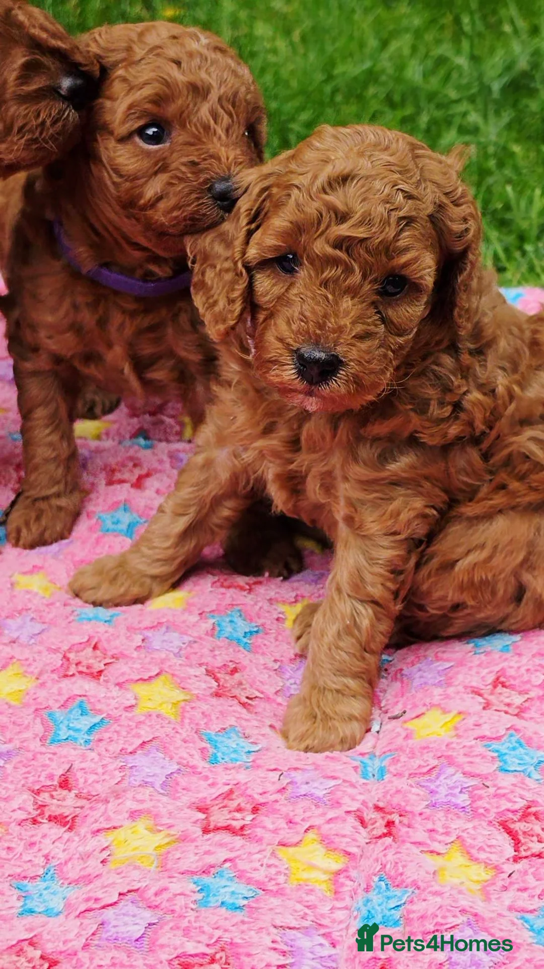Cavapoo dogs for sale: ❤️Beautiful cavapoo- Ready 16th July ❤️ - Advert 1