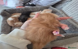 Maine Coon cats for sale: Beautiful Maine Coon Floofs - Image 13