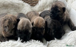 Cairn Terrier dogs for sale: CAIRN TERRIER PUPPIES - Image 1