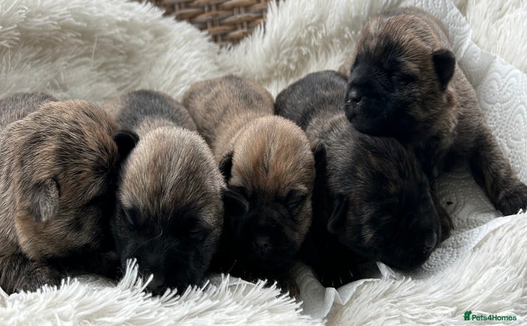 Cairn Terrier dogs - Advert 1