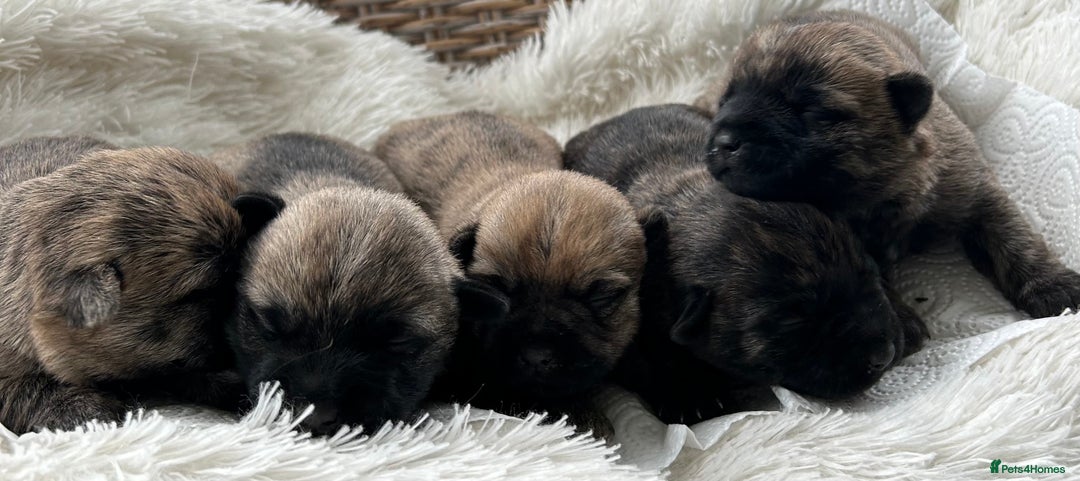 Cairn Terrier dogs for sale: CAIRN TERRIER PUPPIES - Image 1