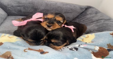 Cocker Spaniel dogs - Advert 8