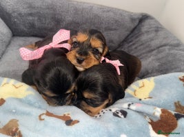 Cocker Spaniel dogs - Advert 6