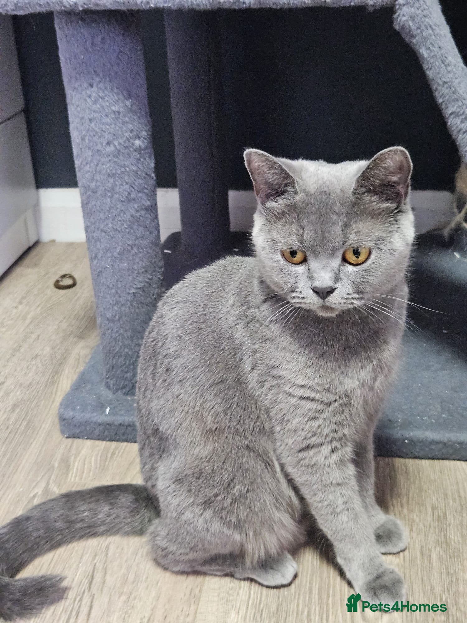 Mixed Breed cats British shorthair mixed  - Advert 1