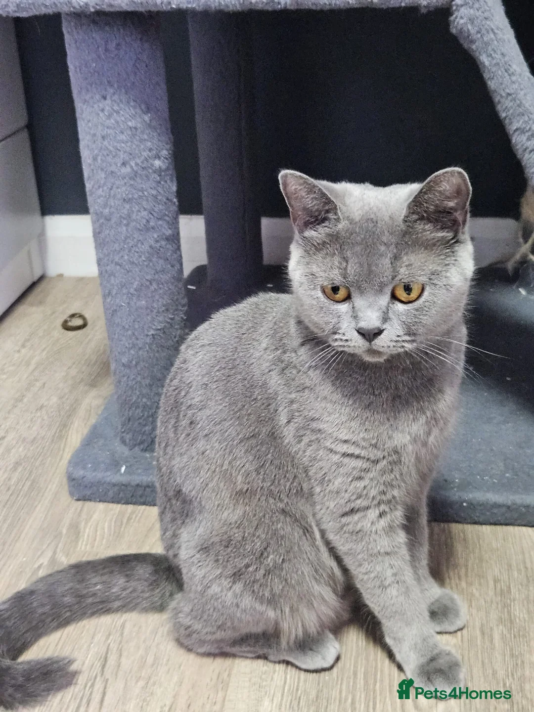 Mixed Breed cats for sale: British shorthair mixed  in Wakefield - Advert 1