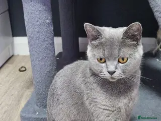 Mixed Breed cats British shorthair mixed - Advert 2