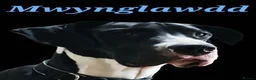 Great Dane dogs for sale: Southern Frontier Litter in Newport - Advert 10