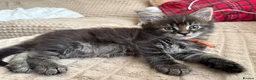 Maine Coon cats for sale: Fluffy Maine Coon Kittens - Advert 23