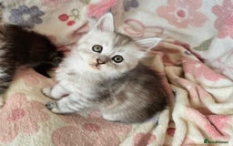 Maine Coon cats for sale: Gccf Maine Coon kittens  shaded lines - Image 28