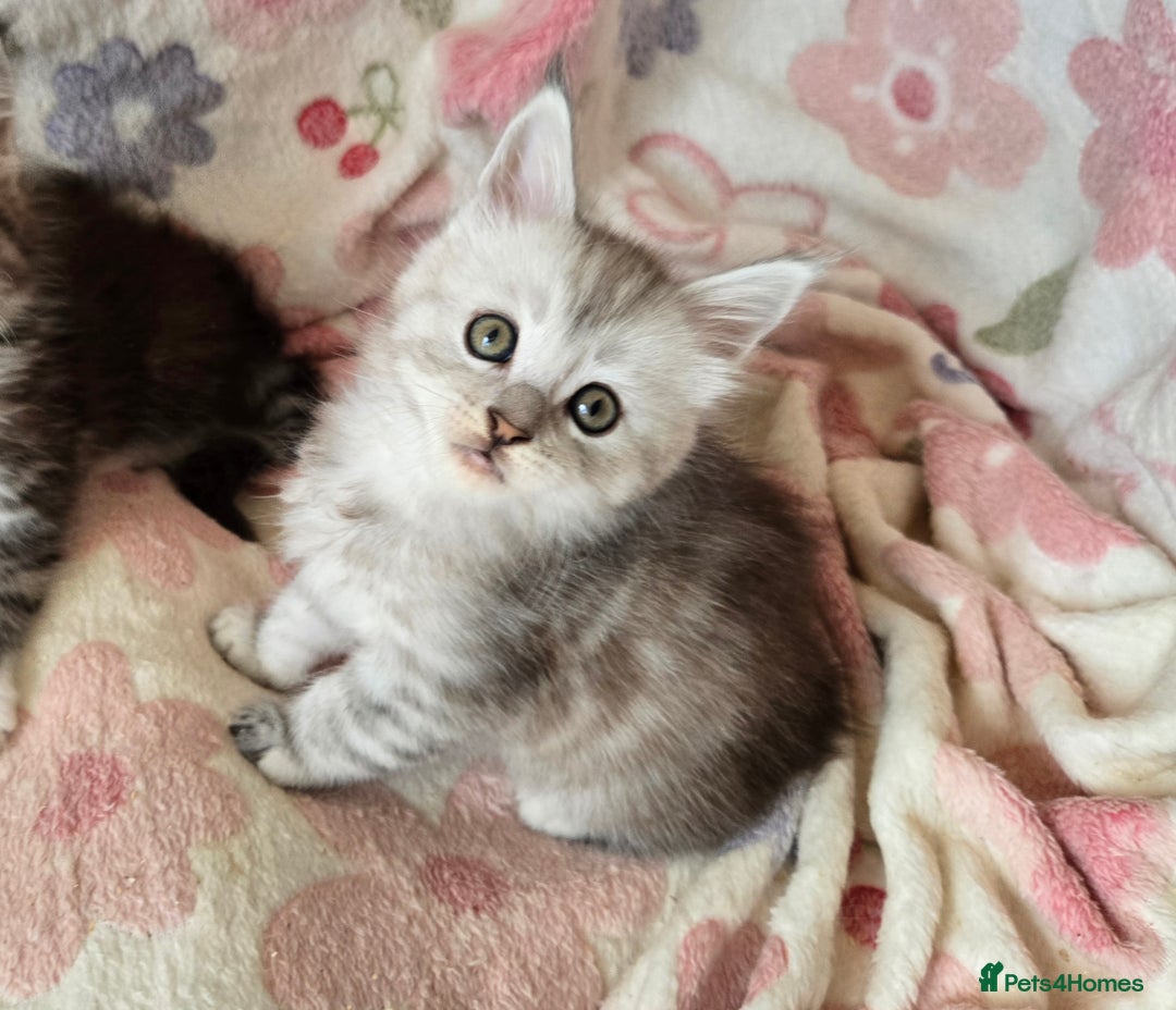 Maine Coon cats for sale: Gccf Maine Coon kittens  shaded lines - Image 28
