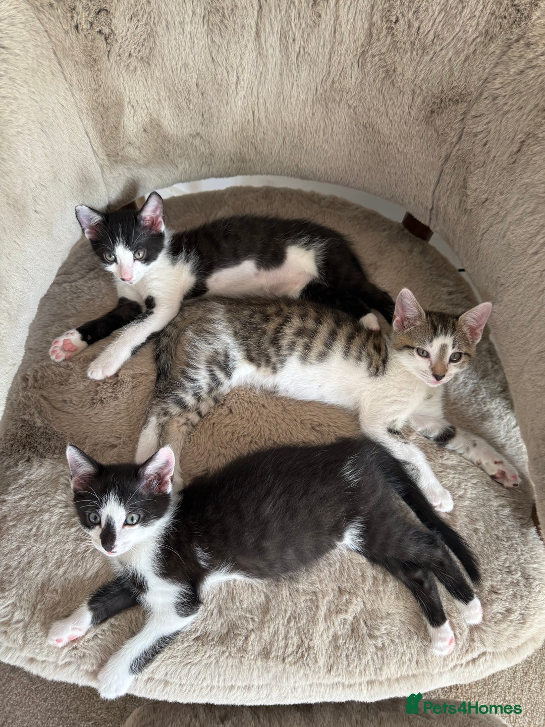 Mixed Breed cats for sale: Little Hand Reared Pops Needs His Forever Home - Advert 7