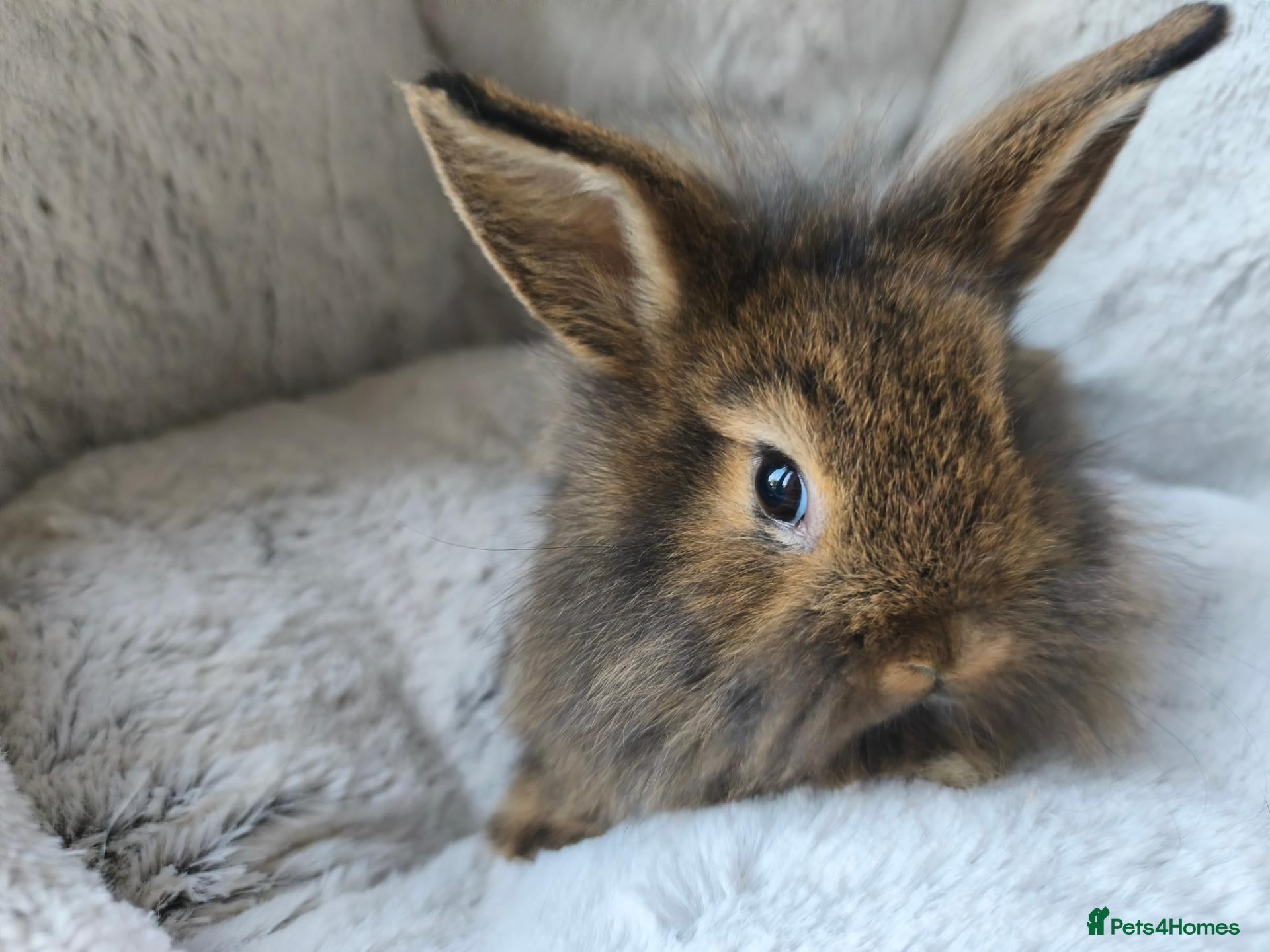 Mini Lion Lop rabbits Ready 23rd October  - Advert 2