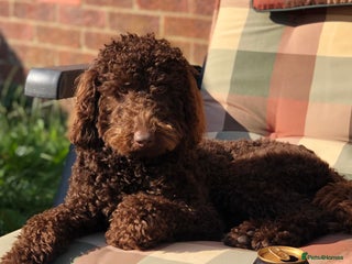 Miniature Poodle dogs - Advert 1