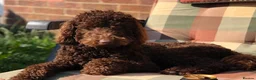 Miniature Poodle dogs for stud: ✨ Miniature Poodle Available for Stud – Proven ✨ - Advert 1