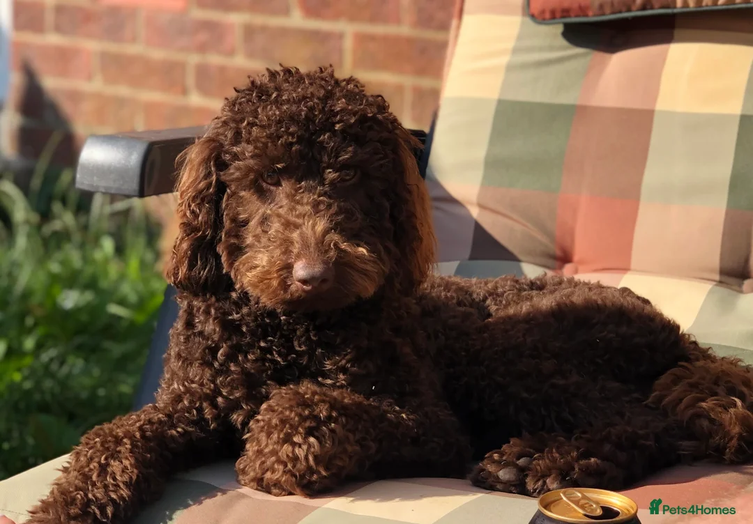 Miniature Poodle dogs for stud: ✨ Miniature Poodle Available for Stud – Proven ✨ - Advert 1