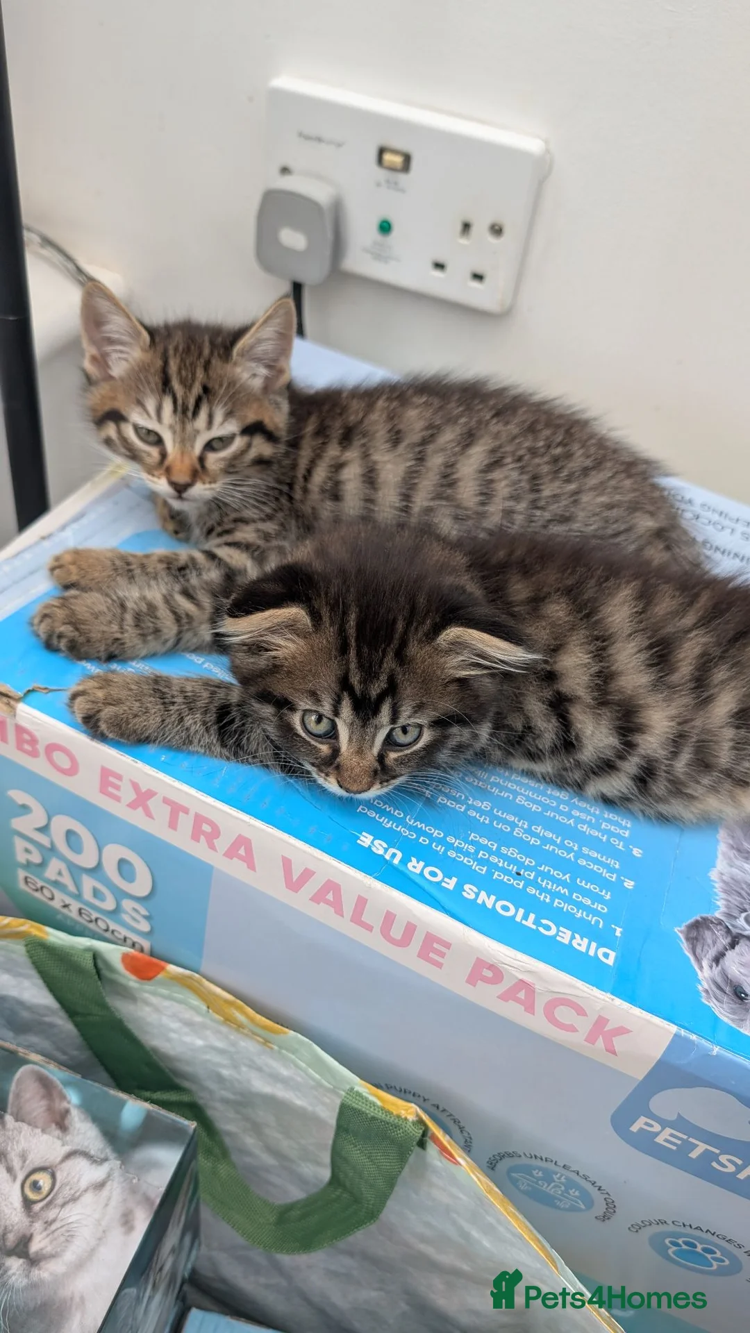 Scottish Fold cats for sale: 2 beautiful kittens READY - Advert 2