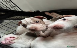 Mixed Breed dogs for sale: Staffy x shar pei  - Advert 5