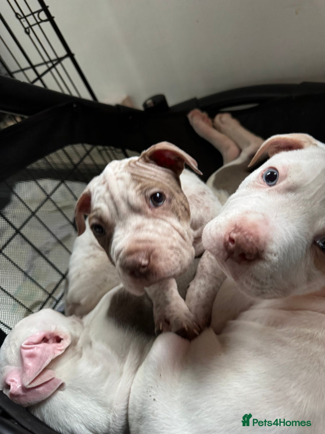 Mixed Breed dogs for sale: Staffy x shar pei  - Advert 5