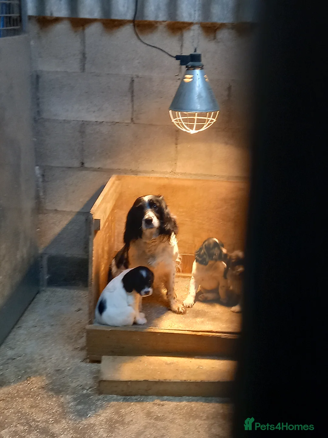 English Springer Spaniel dogs for sale: English Springer Spaniel pups in Carnforth - Advert 2
