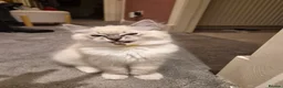 Ragdoll cats for sale: 2 TICA registered Ragdoll Kitten South Lanarkshire - Advert 7