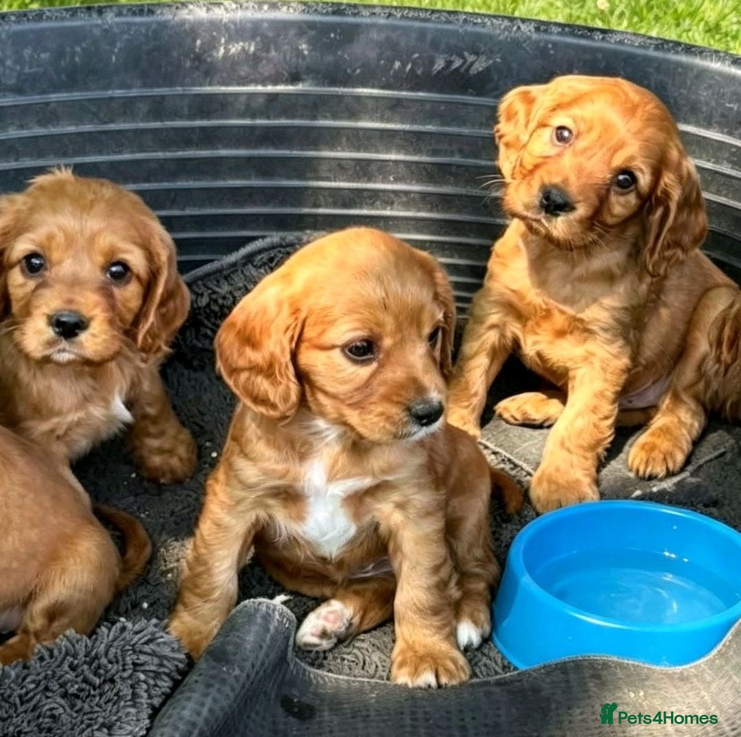 Cavalier King Charles Spaniel dogs Beautiful cavalier puppies  - Advert 2