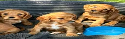 Cavalier King Charles Spaniel dogs for sale: Beautiful cavalier puppies  - Advert 4
