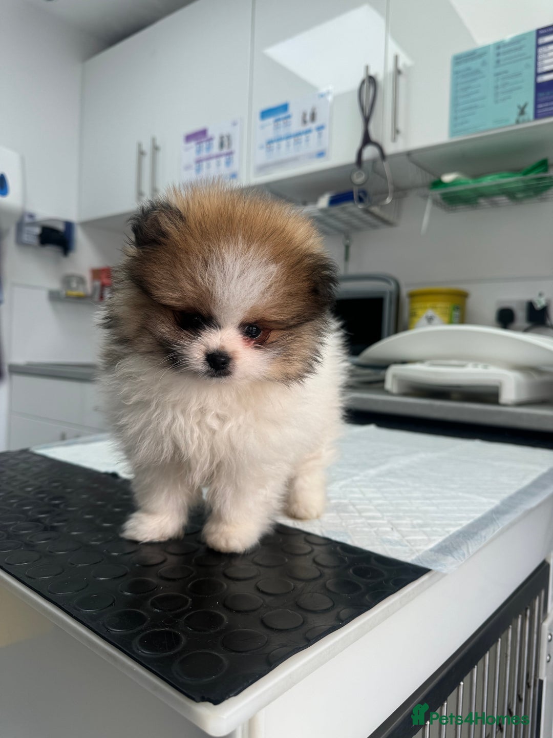 Pomeranian dogs for sale: Unique patterned Pomeranians 🩵 - Advert 9