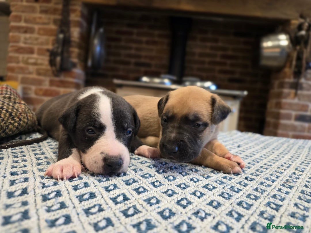 Whippet dogs for sale: Whippet litter.  One male left (badger) - Advert 18