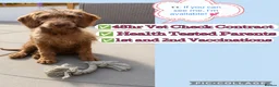 Australian Labradoodle dogs for sale: Australian labradoodle last boy reduced ready now  - Advert 8