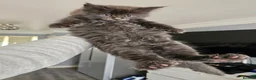 Maine Coon cats for sale: pure MAINE COONS - Advert 17