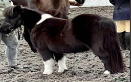 Shetland pony horses for sale: Miniature Shetland Pony. Ideal first pony. - Image 2