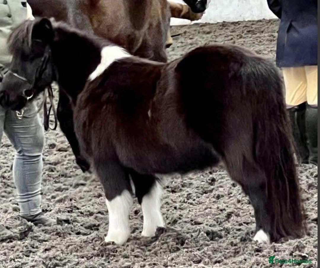 Shetland pony horses for sale: Miniature Shetland Pony. Ideal first pony. - Image 2