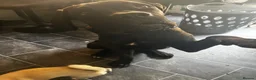 Cane Corso dogs for sale: Storm - Advert 1