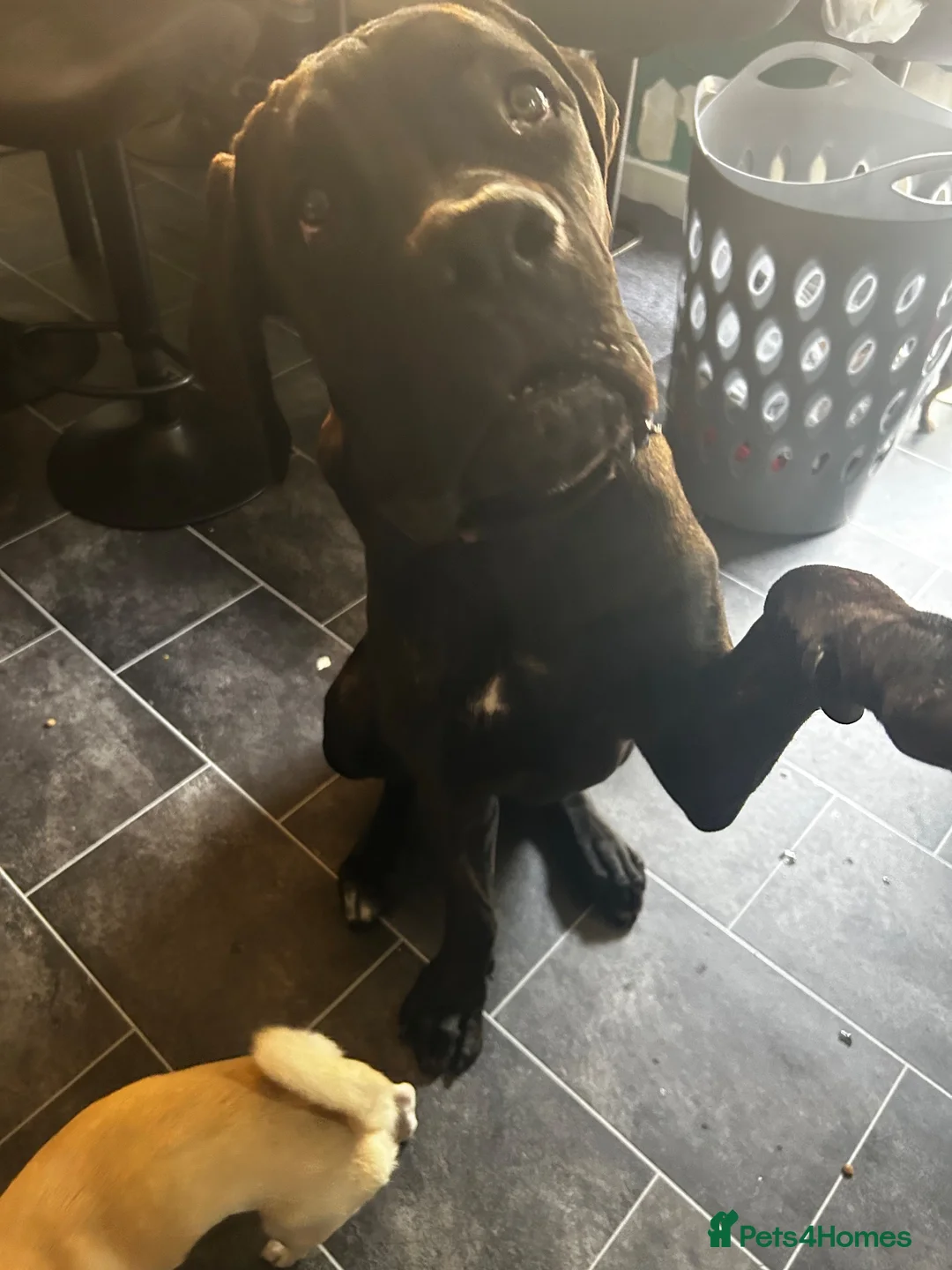 Cane Corso dogs for sale: Storm - Advert 1