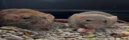 Rat rodents for sale: 3 sweet girls with cage etc. all new!  in Littlehampton - Advert 2